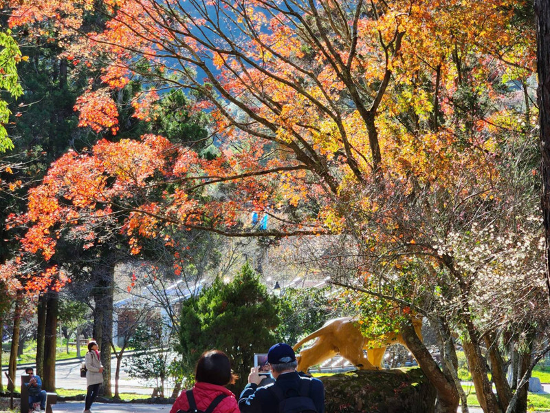 武陵農場零下4.9度 再現楓紅雪白世界