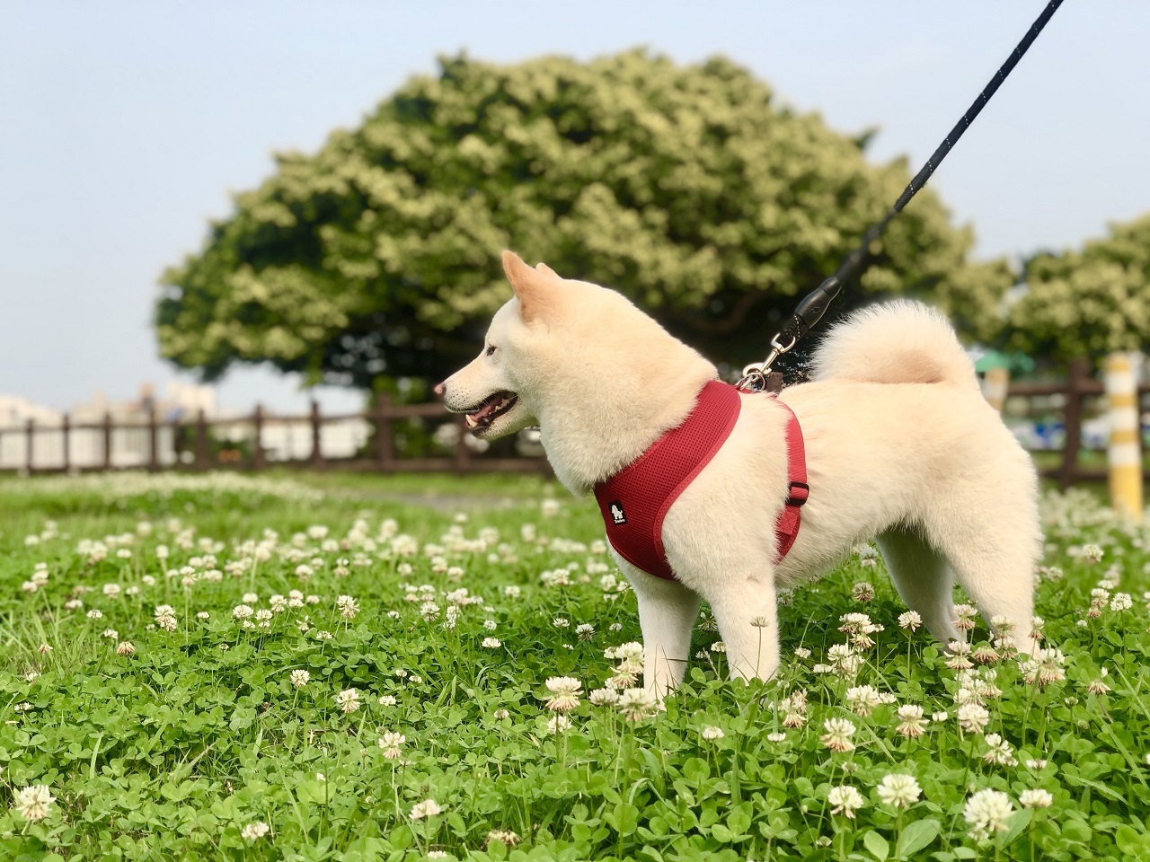 農曆春節假期長達10天 寵物出遊大挑戰