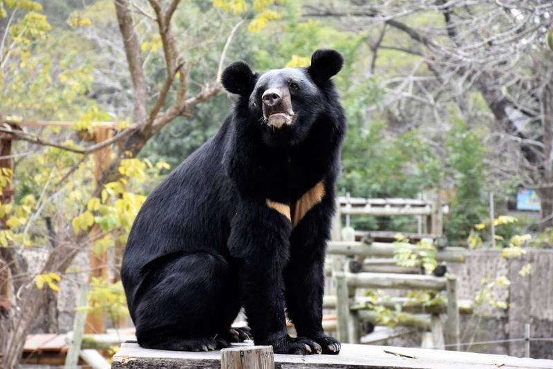 經部科專首創AI、AR動物導覽系統 動物園黑熊姿態不再錯過