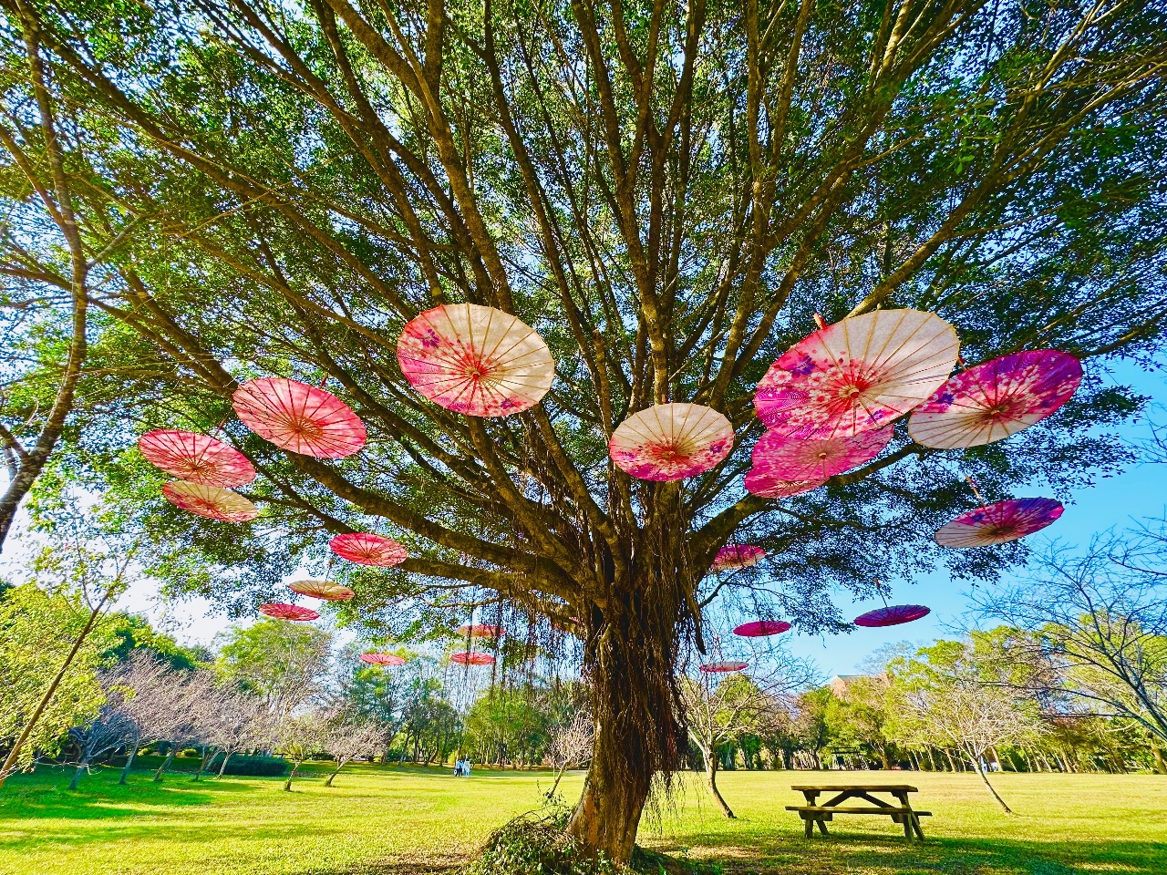 走春好去處 暨大櫻花季登場