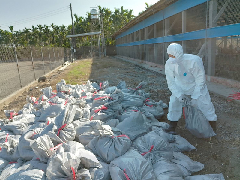 屏東土雞場確診H5N1禽流感  完成清消