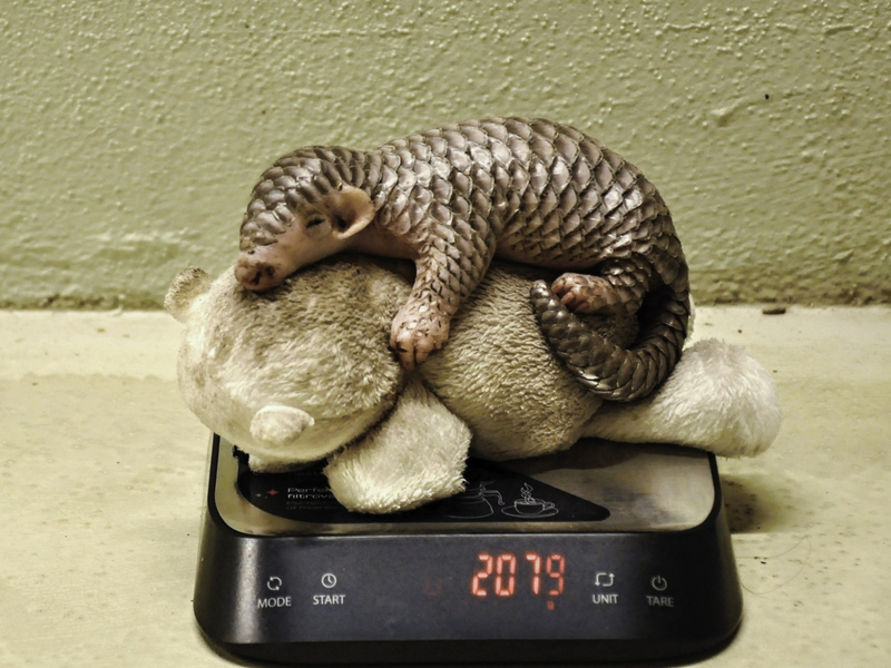 穿山甲寶寶體重降 北市動物園遠端助捷克人工哺育