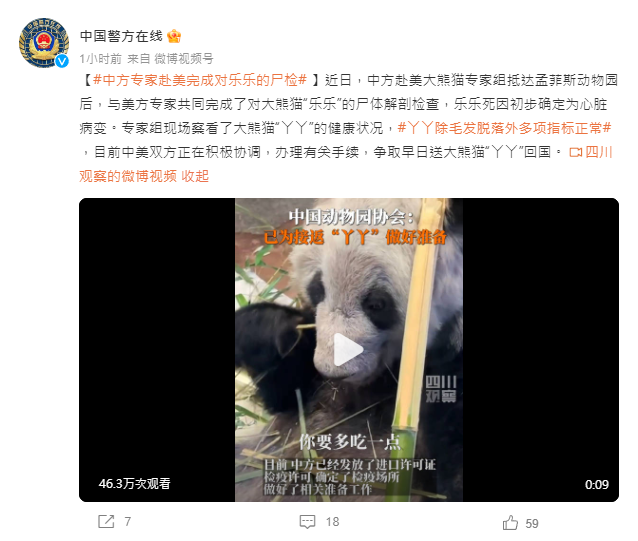 輿論指在美大貓熊丫丫受虐待 中國稱準備接回