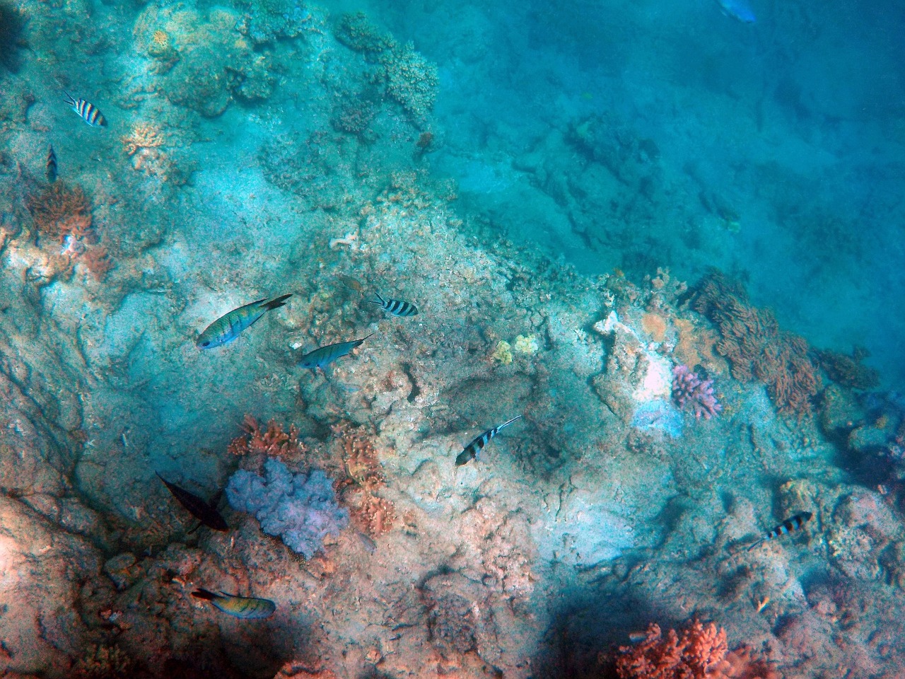逾百國家達成聯合國條約 保護公海生物多樣性