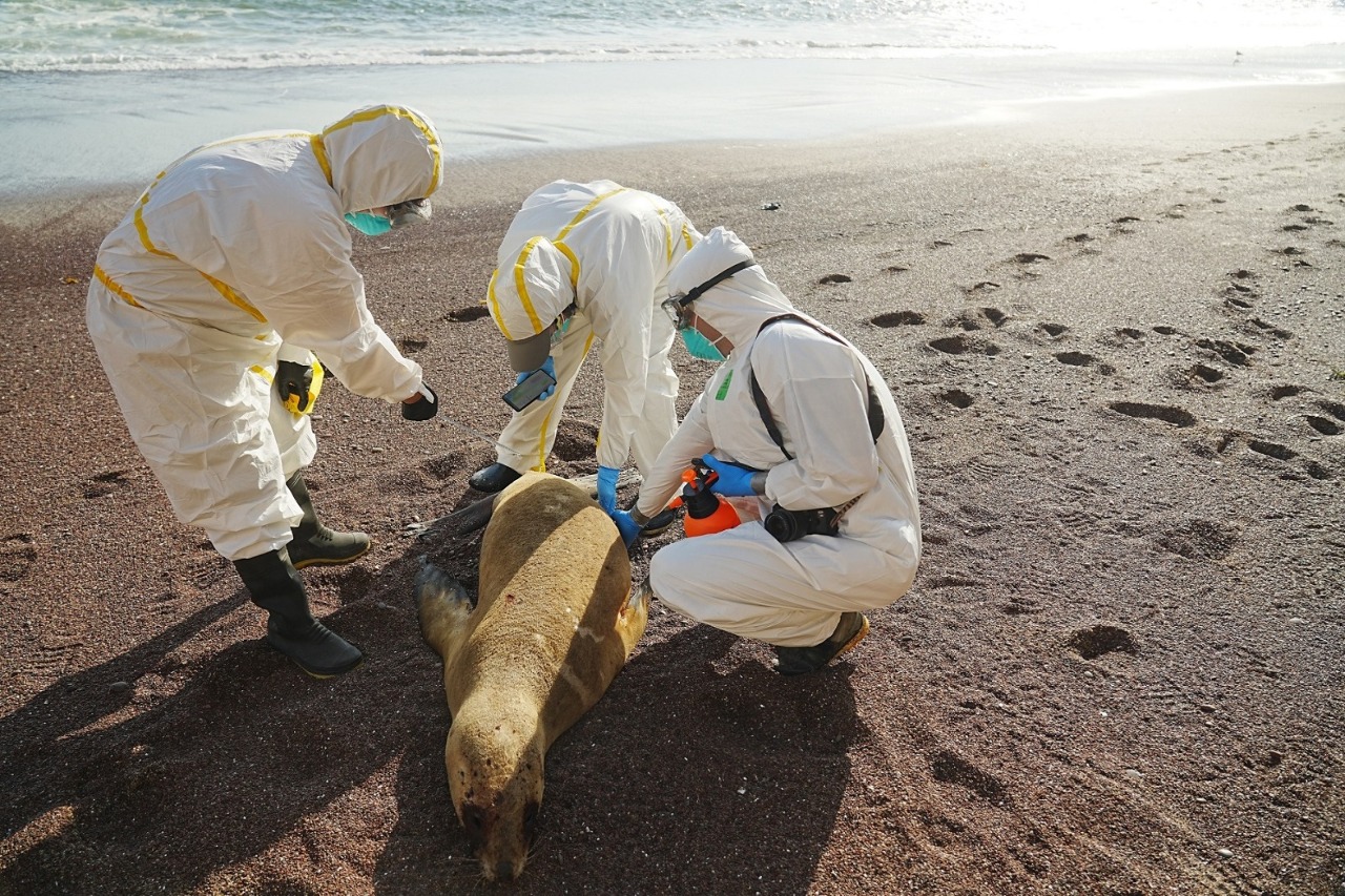 禽流感疫情波及 秘魯海灘近3500頭海獅暴斃