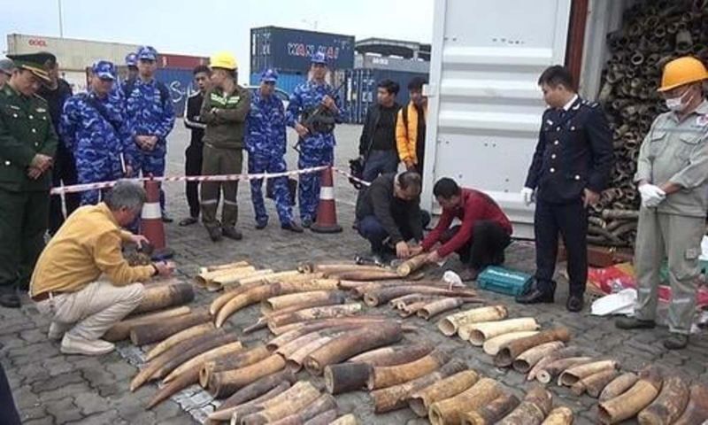 越南海防市查獲走私象牙 重達7噸刷新紀錄