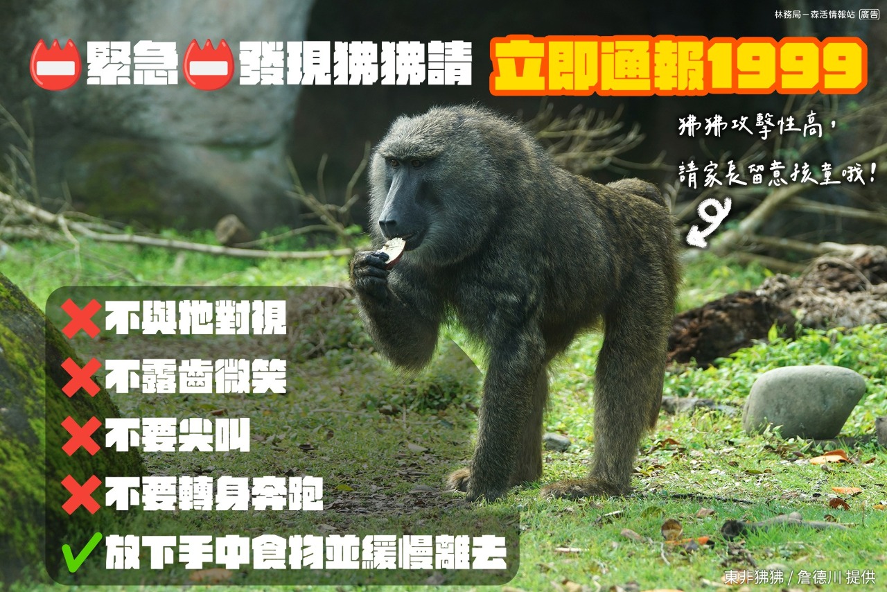 狒狒脫逃中 專家：遇到別直視應保持距離