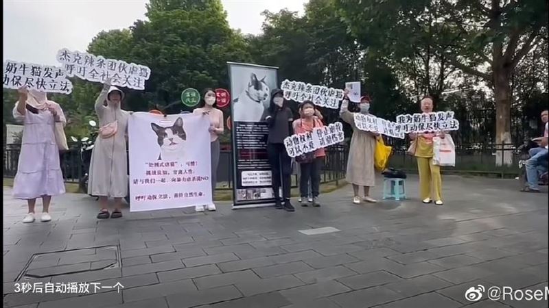 中國出現「我為奶牛貓發聲」快閃運動  陸媒噤聲