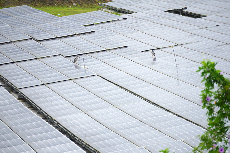 風光電滲透率逾2成  風力發電單週突破1.35億度