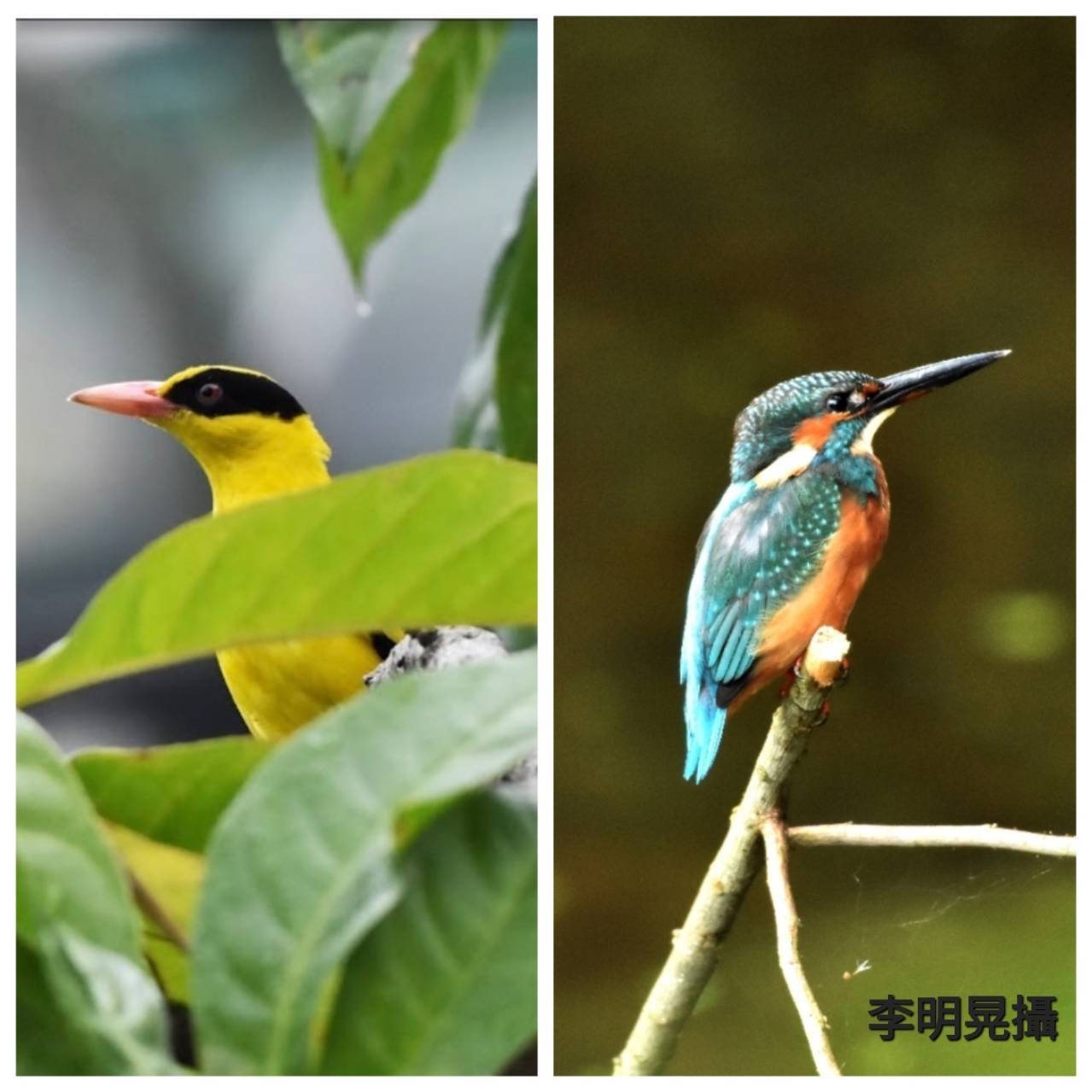 黃鸝鳥、翠鳥現蹤！松菸啟動園區生態調查