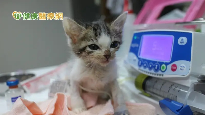 小奶貓發燒、嘔吐、拉肚子　當心頭號殺手「貓瘟」奪命