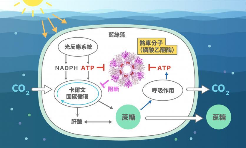 增加6成固碳速率  中研院找到藍綠菌關鍵分子