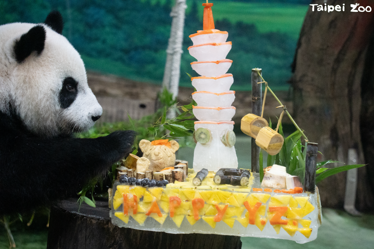 大貓熊圓仔歡度10歲生日   見證動物園保育里程碑(影音)