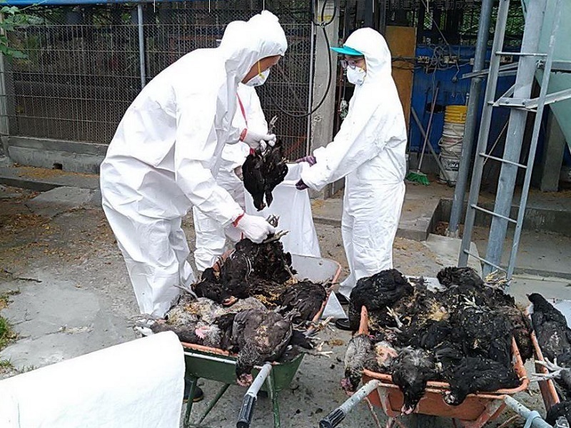 屏東土雞場確診禽流感  撲殺近2萬隻
