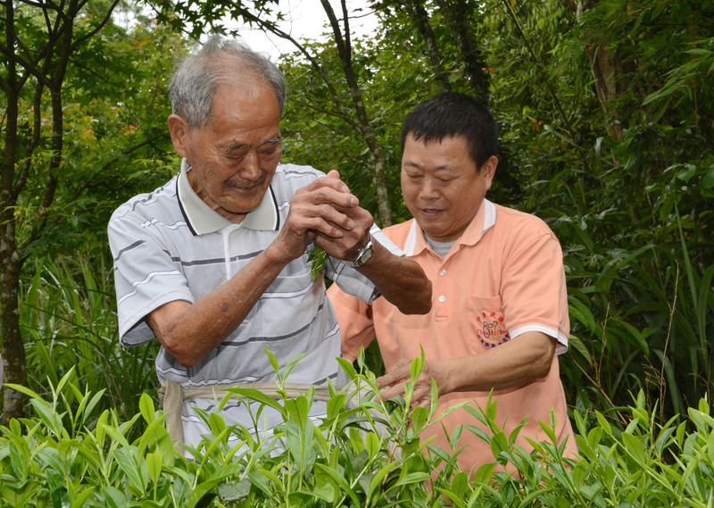 國寶級製茶師李葉煙全辭世  享嵩壽106歲