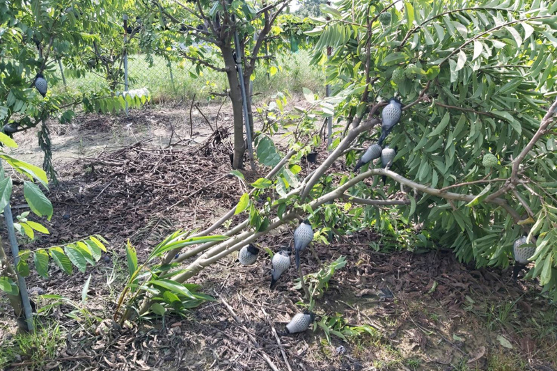 杜蘇芮釀農損卡努接力到 文旦柚等列高度警戒