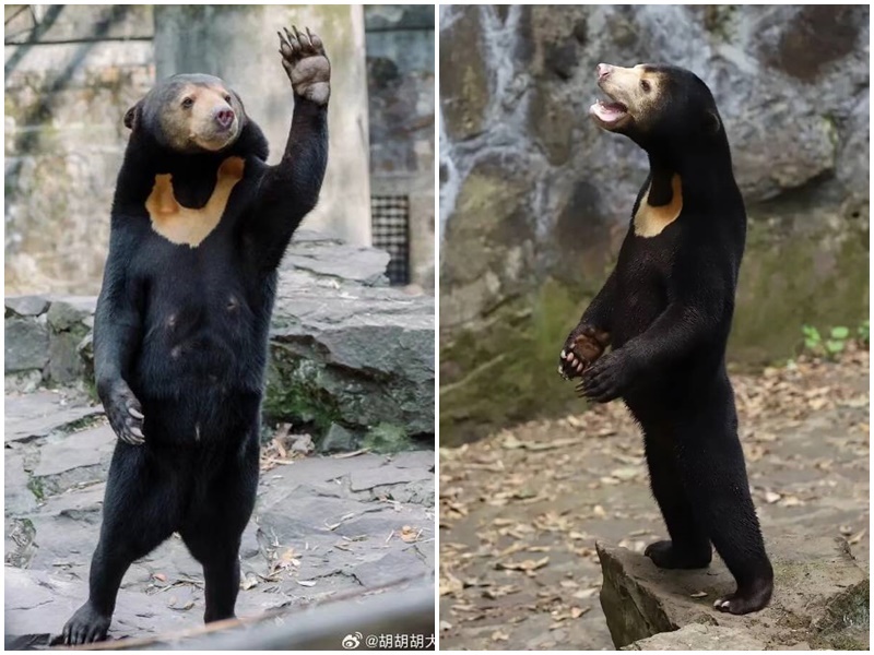 工讀生扮的？杭州動物園馬來熊「人模人樣」爆紅