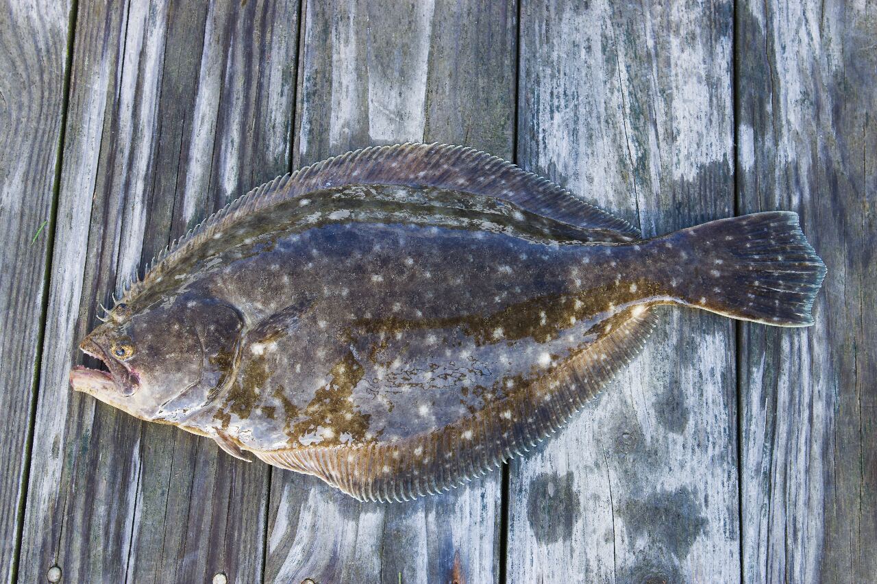 日本核處理水排海 首波送檢魚類未檢出氚