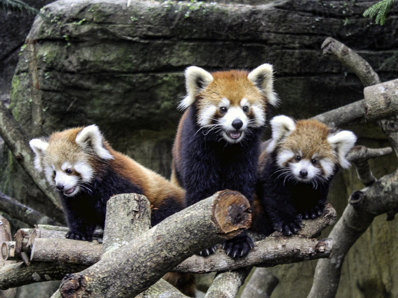 與上海簽MOU  北市動物園擬以黑腳企鵝換小貓熊