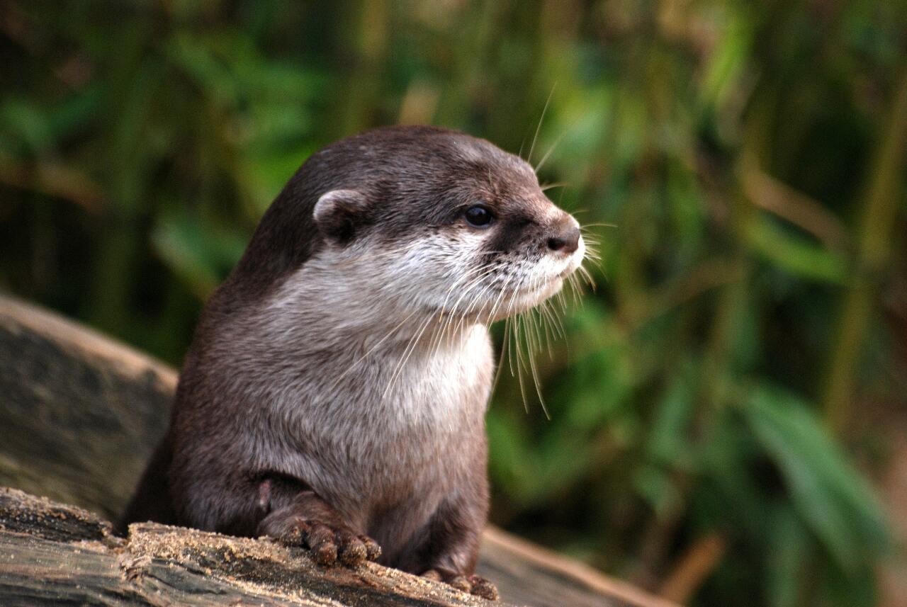 旅客夾帶土撥鼠、水獺等動物搭機來台  防檢署將開罰