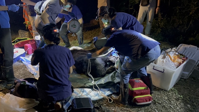 體弱黑熊闖卓溪鄉工寮 搶救無效死因待釐清