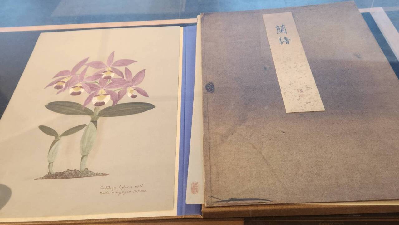 國資圖解密鎮館之寶《蘭譜》身世 串起全球蘭花網絡