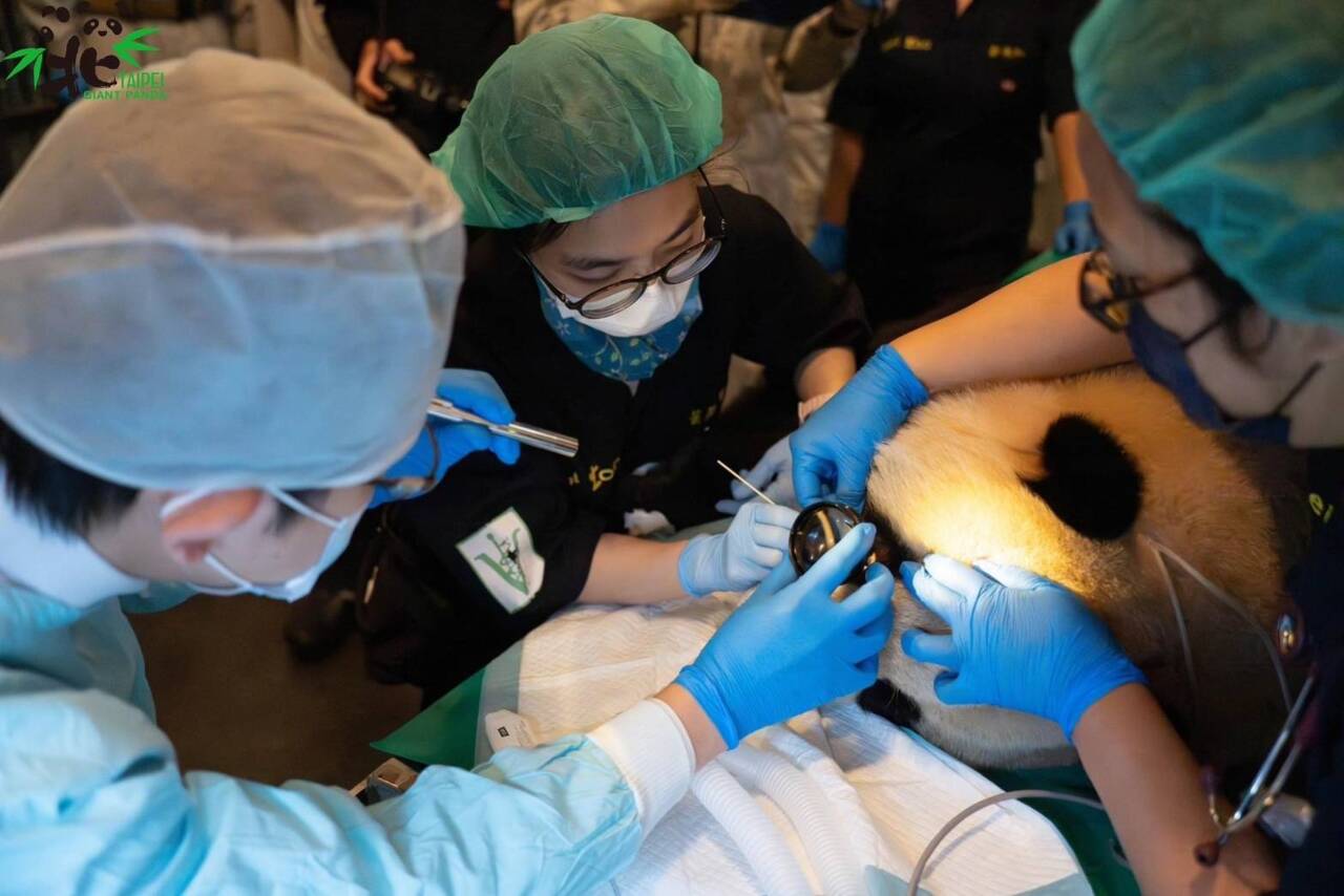 大貓熊圓寶健檢  多數正常但食道有潰瘍問題