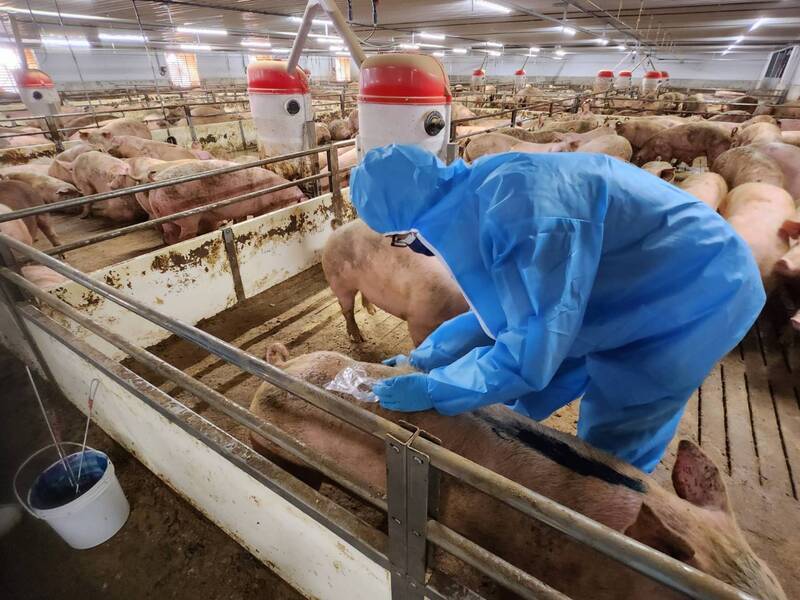 中央畜產會未檢出瘦肉精 台糖：已向台中市府發文申請複驗