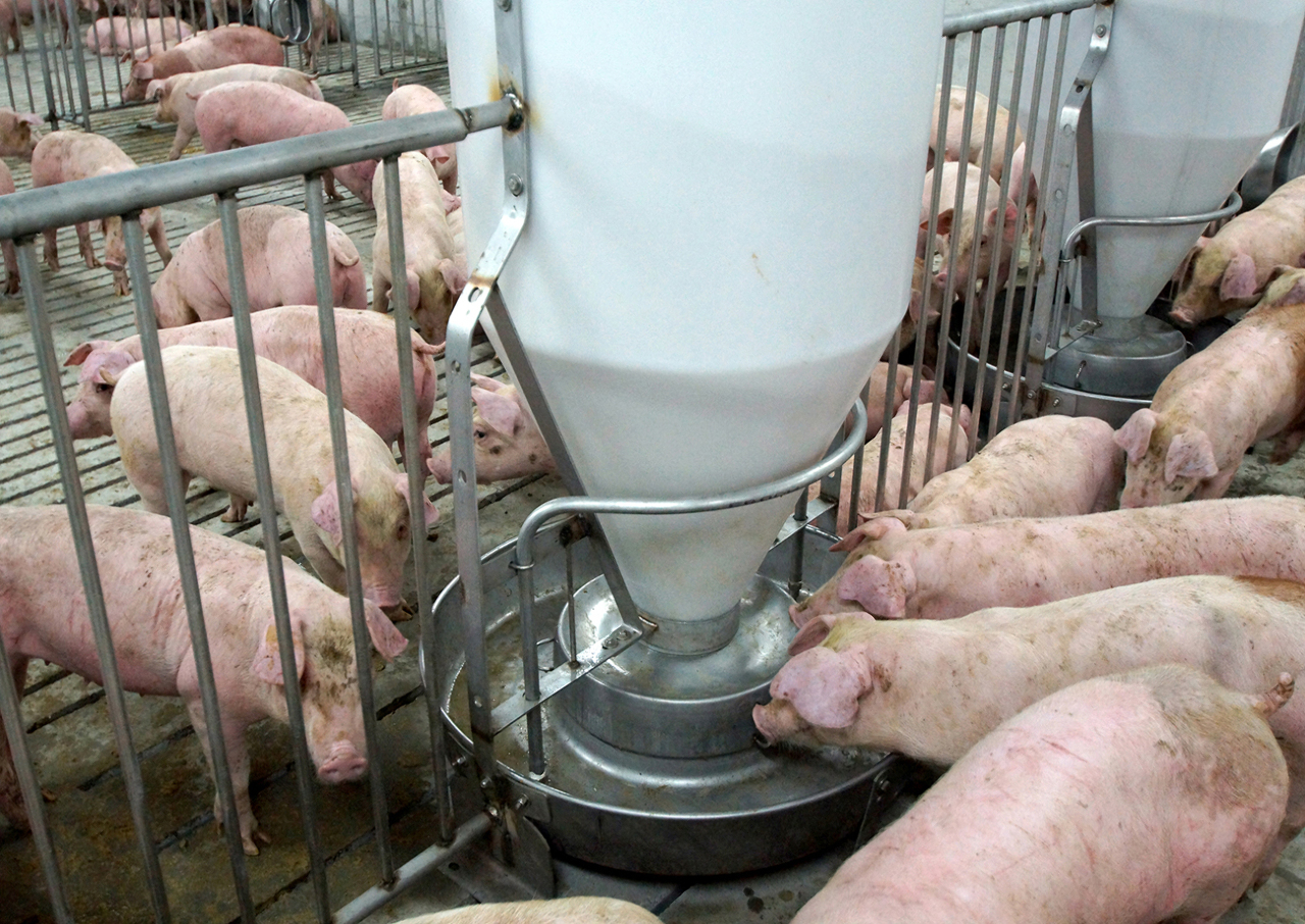 自清！台糖發函台中食藥處 請求協助檢驗同批肉品