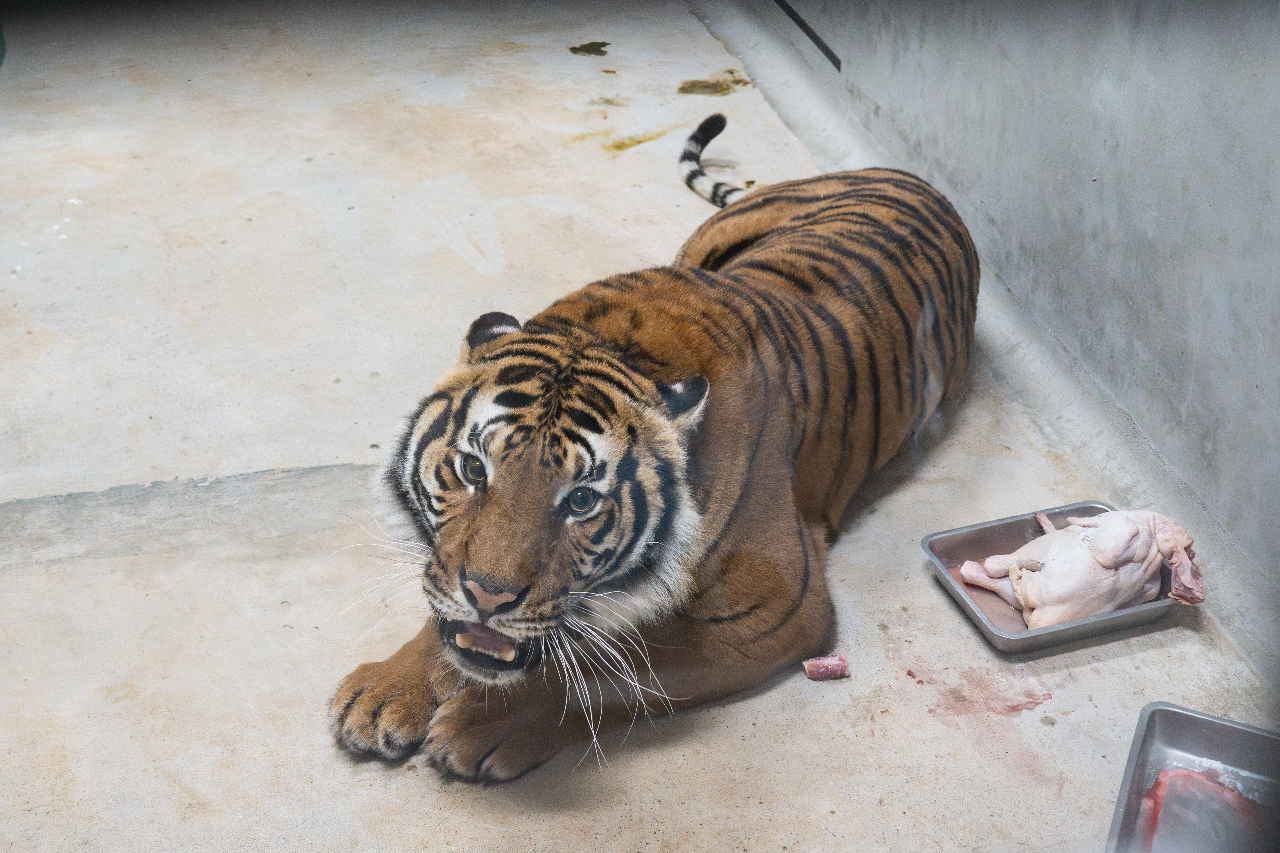 法國「虎」嬌客來台！北市動物園參與全球馬來虎保育計畫
