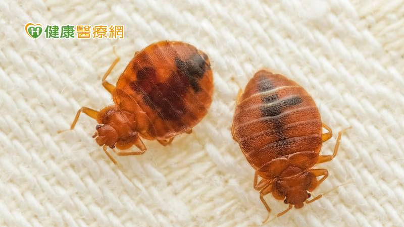 臭蟲肆虐日本！網友製作「日本臭蟲地圖」 遊日如何避免臭蟲叮咬？醫師解答