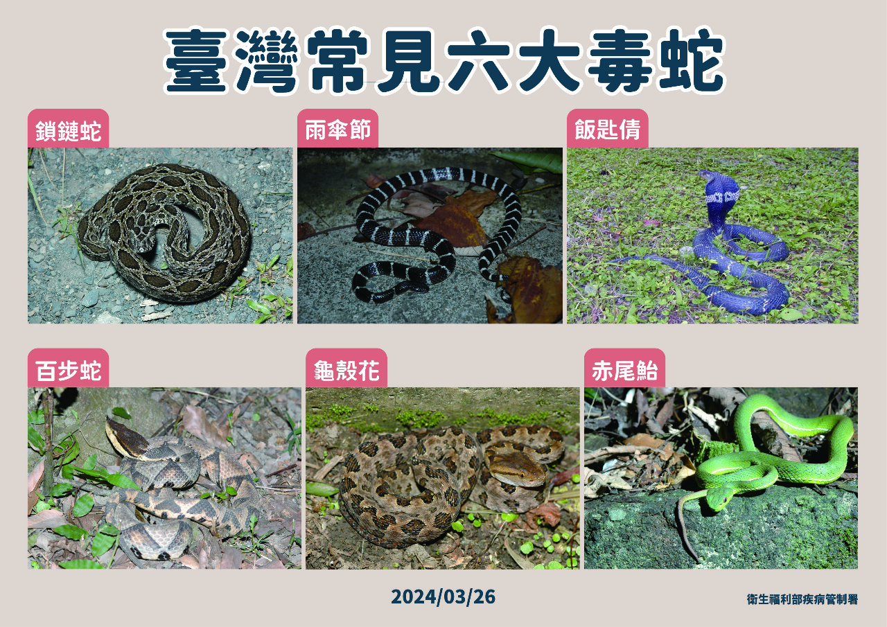 國內每年近千人遭毒蛇咬傷 醫籲牢記「五要五不」
