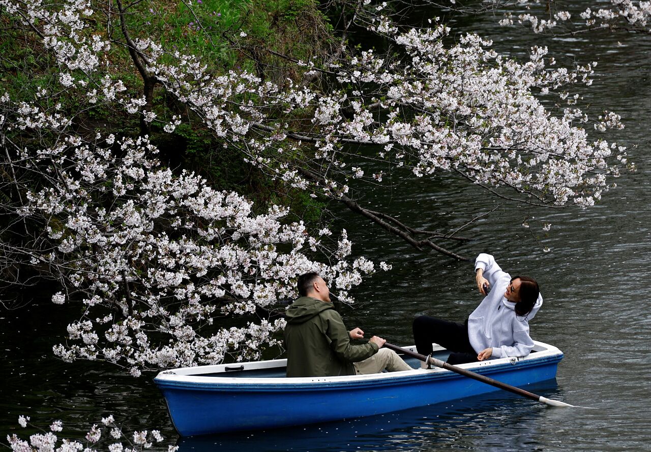 東京迎接遲到的盛開櫻花 民眾爭睹粉紅大爆發美景