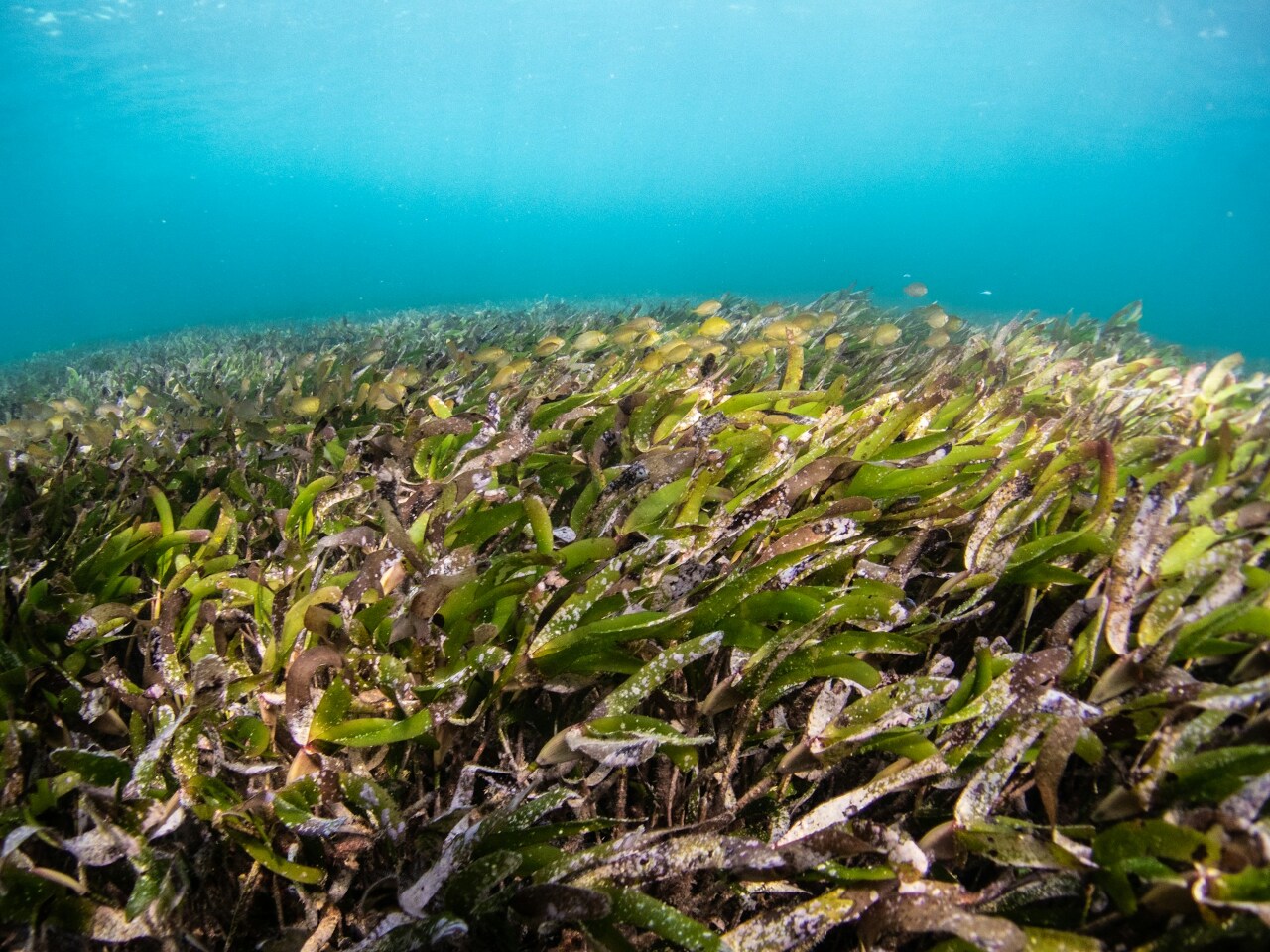 台灣創國際之先 海草床擬納藍碳碳權
