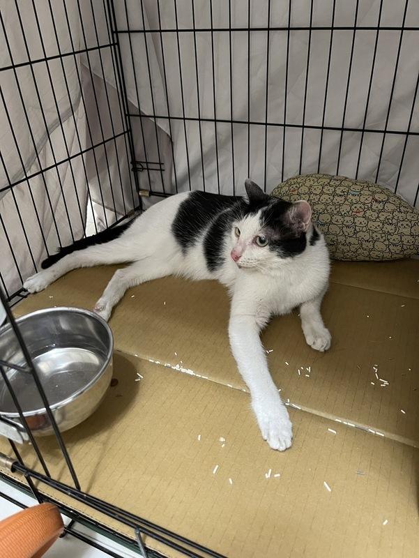 該救動物嗎？ 《災害防救法》的修法爭議
