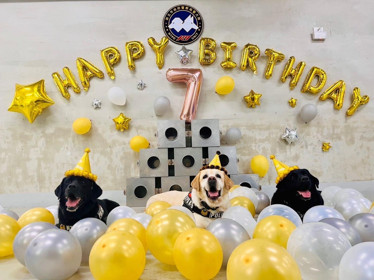 新北人氣警犬三兄弟即將退休 網友紛紛獻祝福