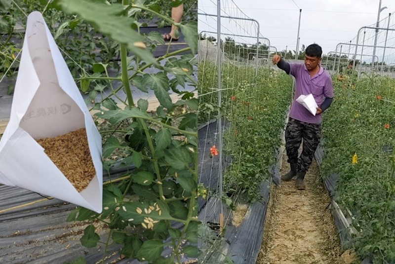植物診療師法 農業部：助精準用藥、提升農產安全