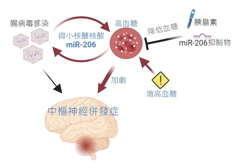 國衛院研究：降低高血糖 可減少腸病毒71型重症風險