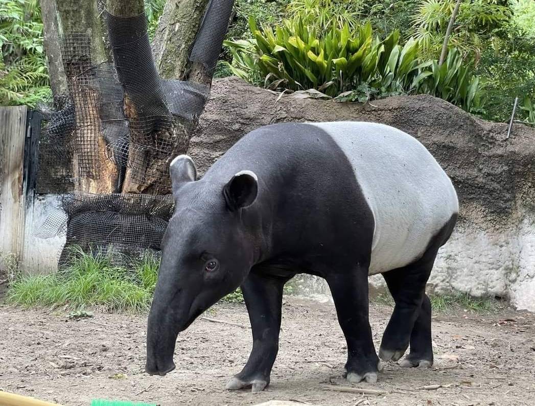 動物園：日本馬來貘抵台已無生命跡象  運輸箱內有血跡