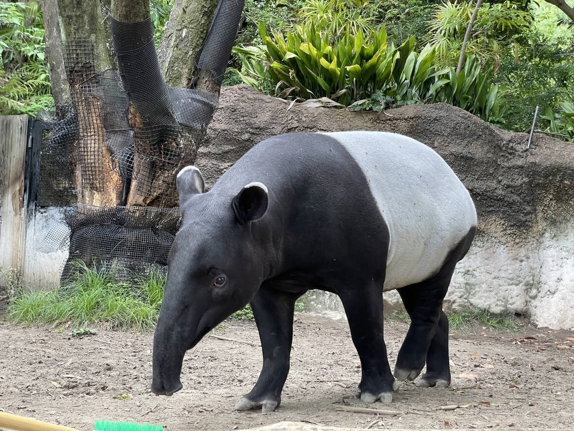 日馬來貘抵台猝死 北市動物園：因「熱緊迫」引發憾事 將檢視運送流程