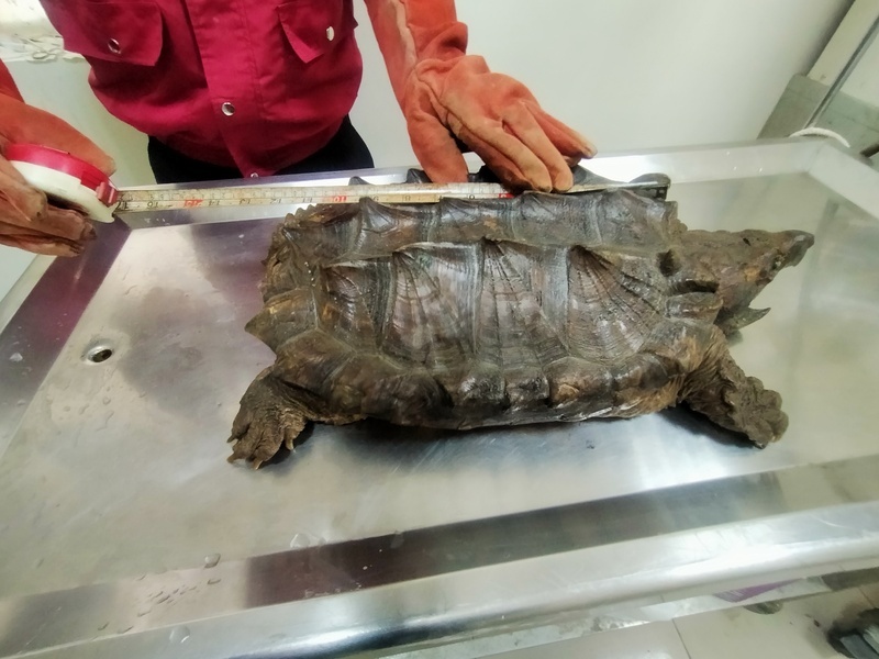 農業部：家養寵物擬分級管理 兼顧公安及動物福利