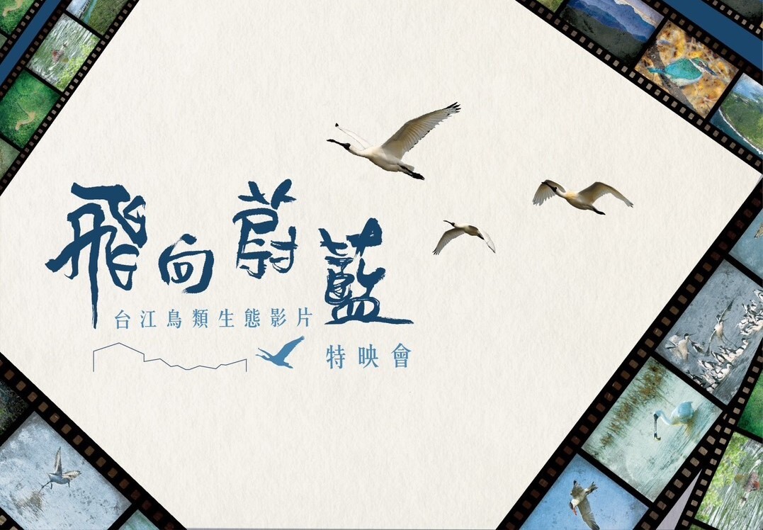 看見台灣生態之美！奪2美影展大獎 台江鳥類生態紀錄片「飛向蔚藍」明首映