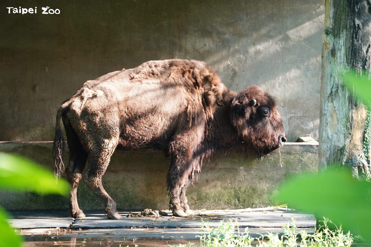 告別3隻高齡動物  北市動物園再無美洲野牛、孟加拉虎