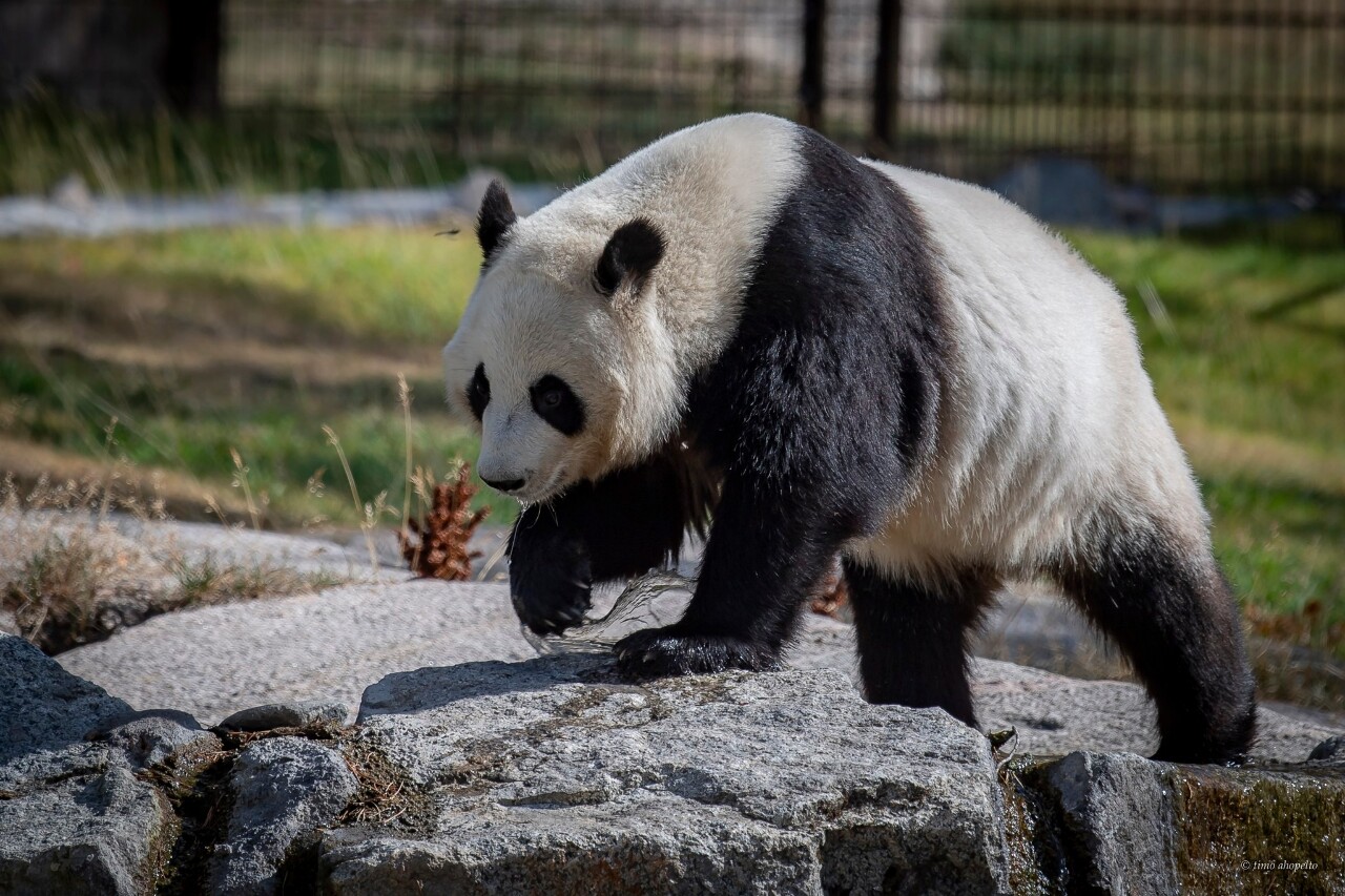 芬蘭動物園養不起 兩隻大貓熊提早8年歸還中國