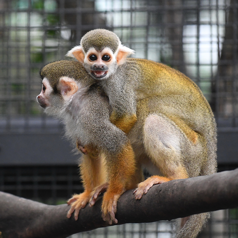 香港動植物公園第12隻猴子死亡 當局懷疑土壤感染