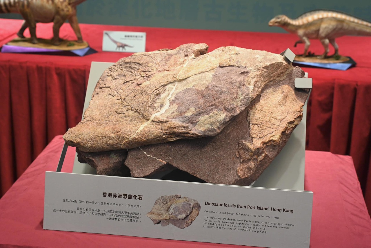 香港首次發現恐龍化石 港府官員：意義重大
