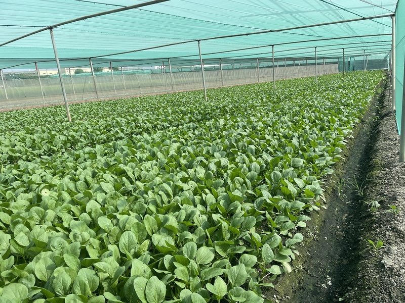 冬季蔬菜盛產期到 農糧署：價格漸平穩