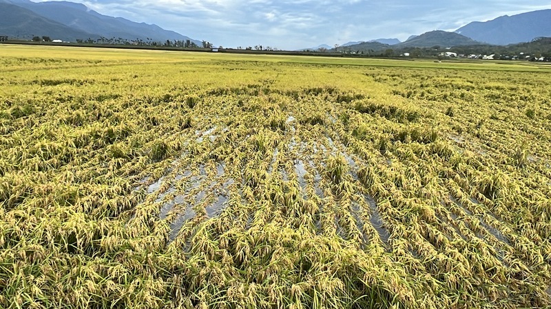 颱風康芮農損破13億 台中水梨最傷