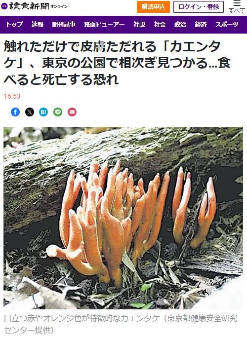 日本東京部分公園發現毒蕈火焰茸 當局急移除