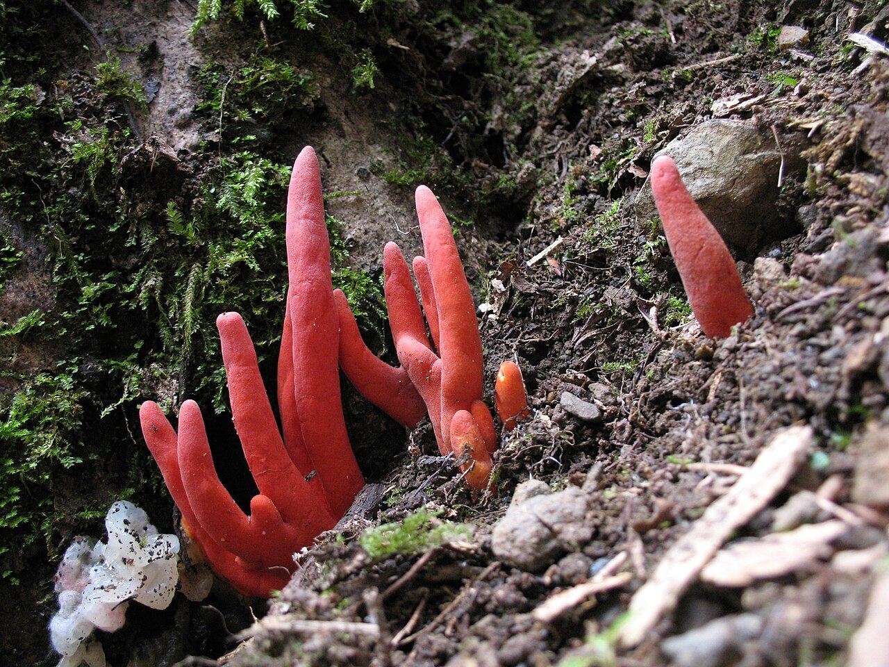 一起聽世界／紅橘色棒狀「火焰茸｣可能致死 東京都轄內公園現蹤
